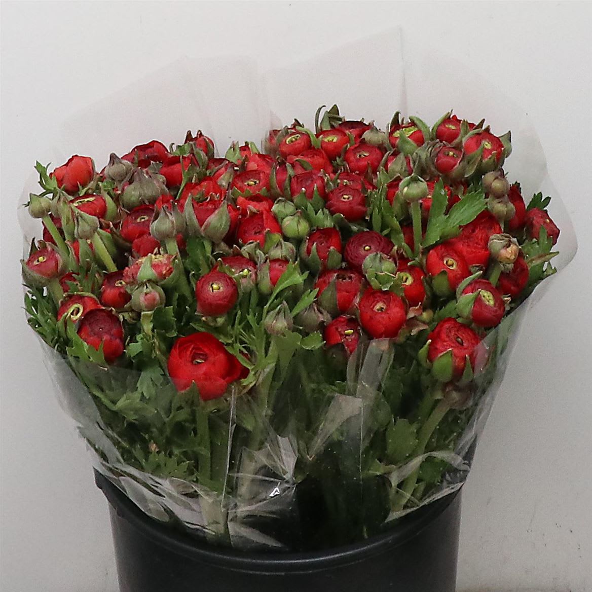 Срезанные цветы оптом Ranunculus aazur red от 100шт из Голландии с доставкой по России