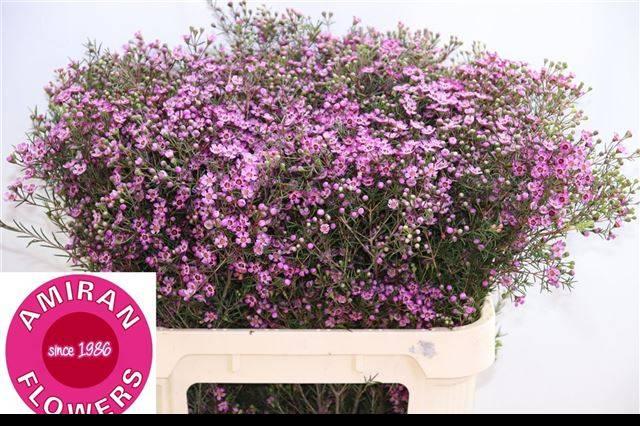 Срезанные цветы оптом Chamelaucium prince от 50шт из Голландии с доставкой по России