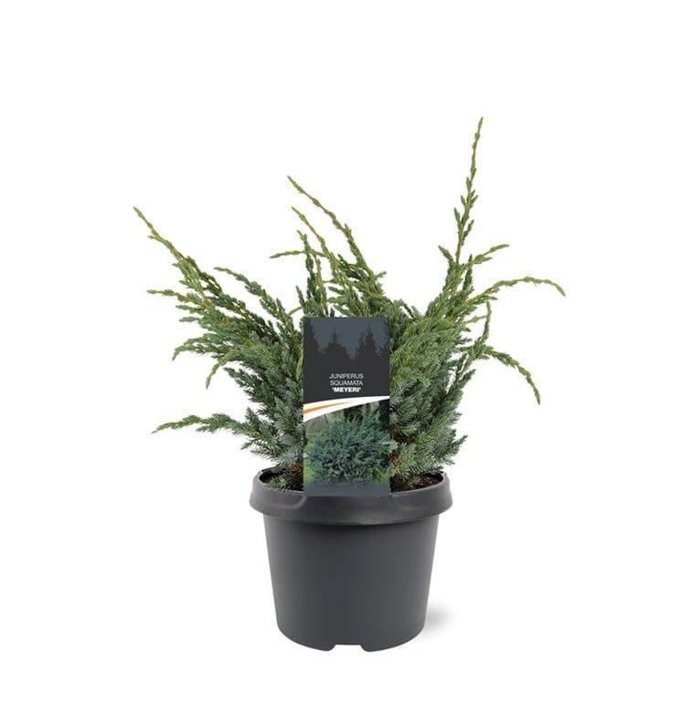 Горшечные цветы и растения оптом Juniperus Squa Meyeri от 1шт из Голландии с доставкой по России