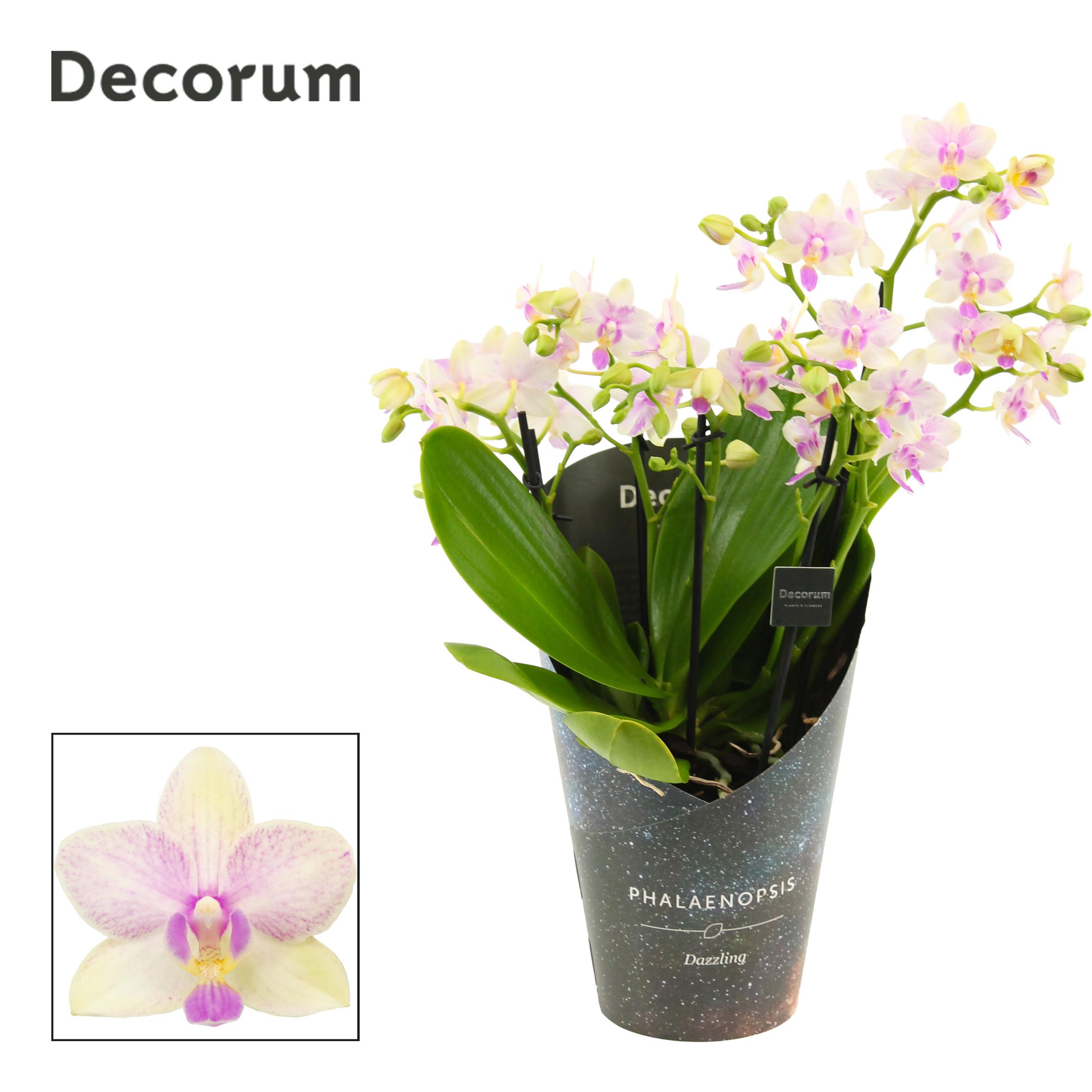 Горшечные цветы и растения оптом Phalaenopsis Dazzling Blossom Bliss 5+ Tak от 6шт из Голландии с доставкой по России