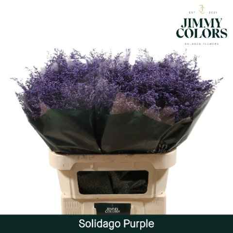 Срезанные цветы оптом Solidago paint purple от 100шт из Голландии с доставкой по России