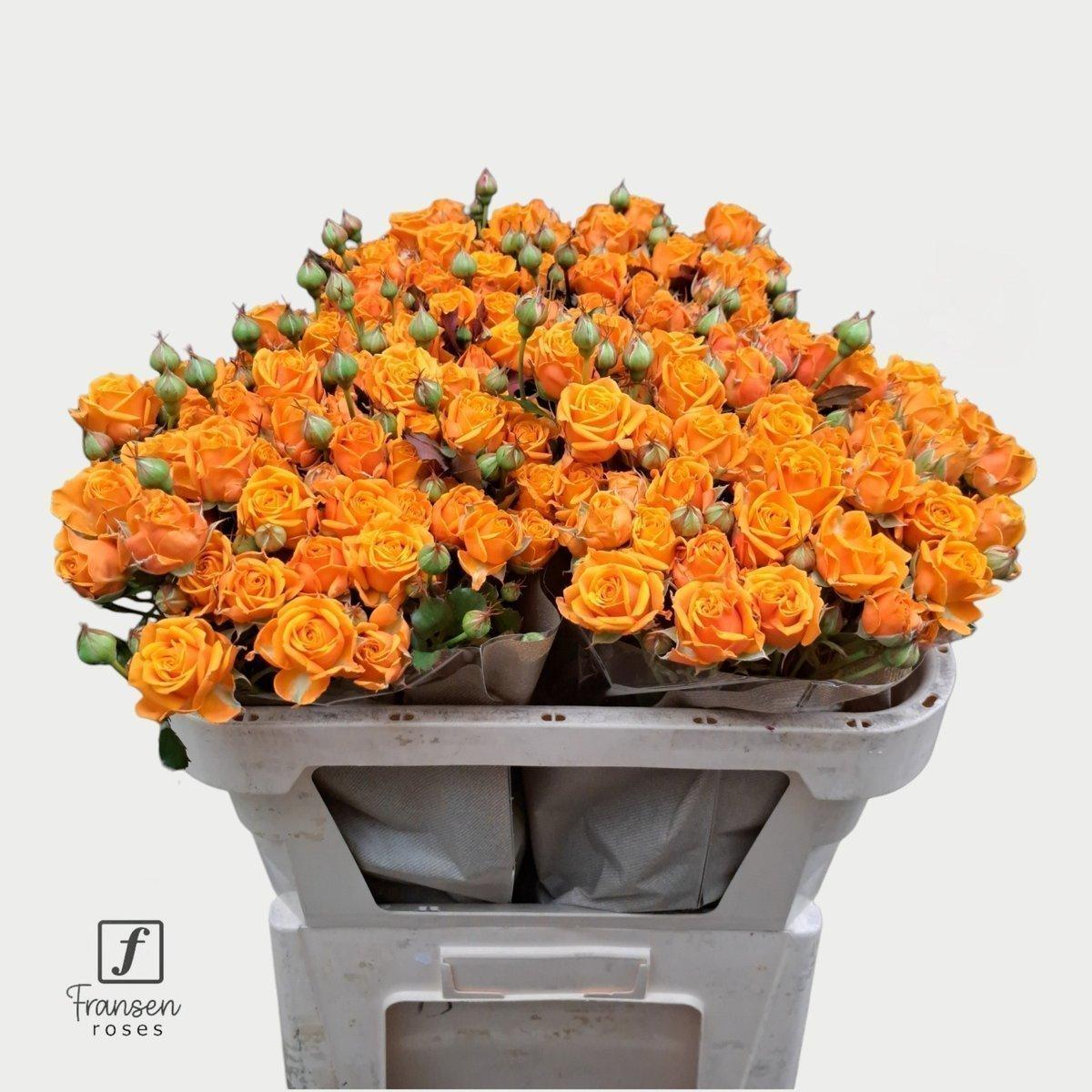 Срезанные цветы оптом Rosa spray orange queen от 30шт из Голландии с доставкой по России