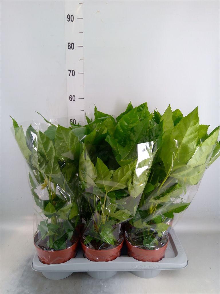 Горшечные цветы и растения оптом Fatsia Japonica   ... от 6шт из Голландии с доставкой по России