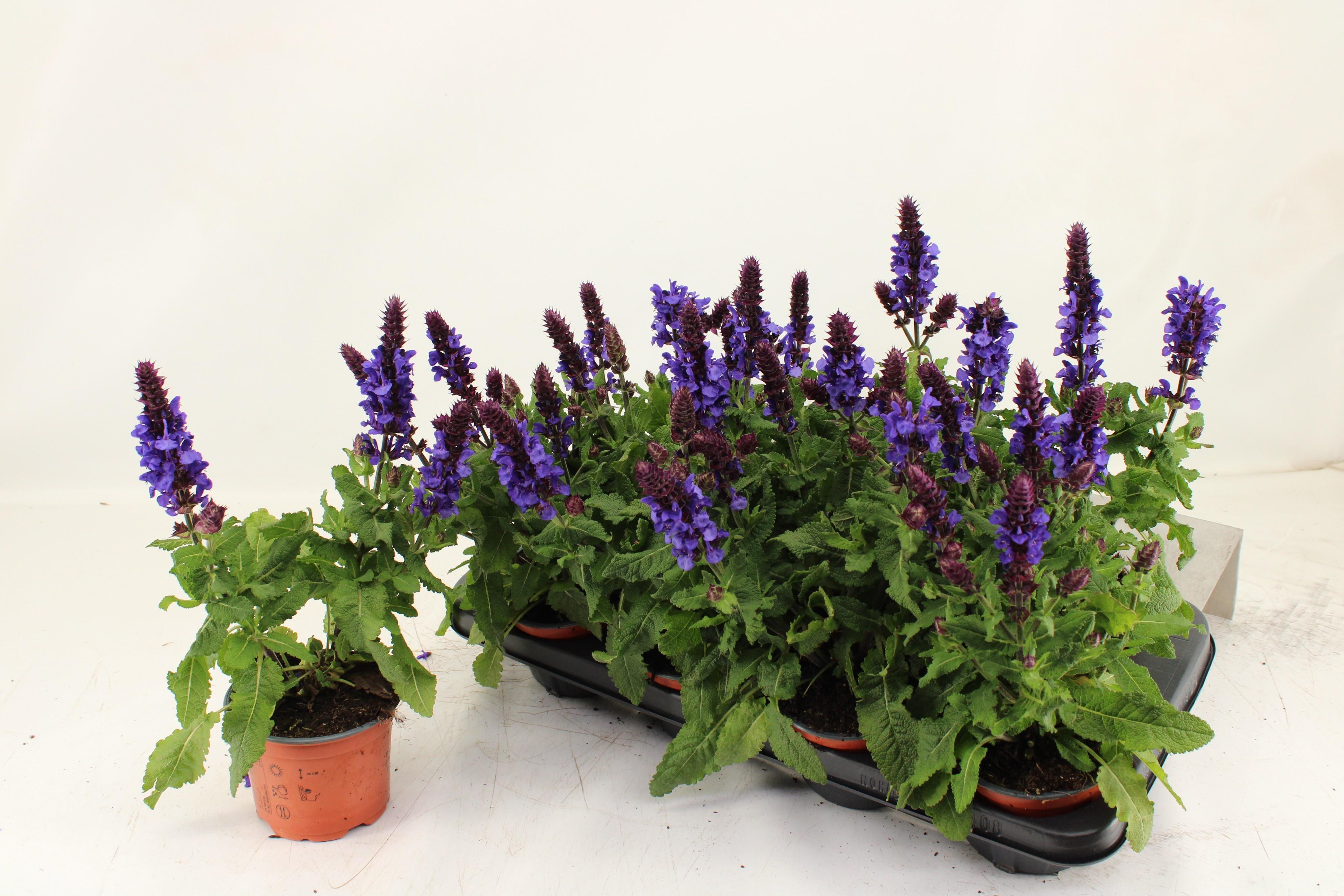 Горшечные цветы и растения оптом Salvia Blue Marvel от 8шт из Голландии с доставкой по России Горшечные цветы и растения оптом Salvia Blue Marvel от 8шт из Голландии с доставкой по России