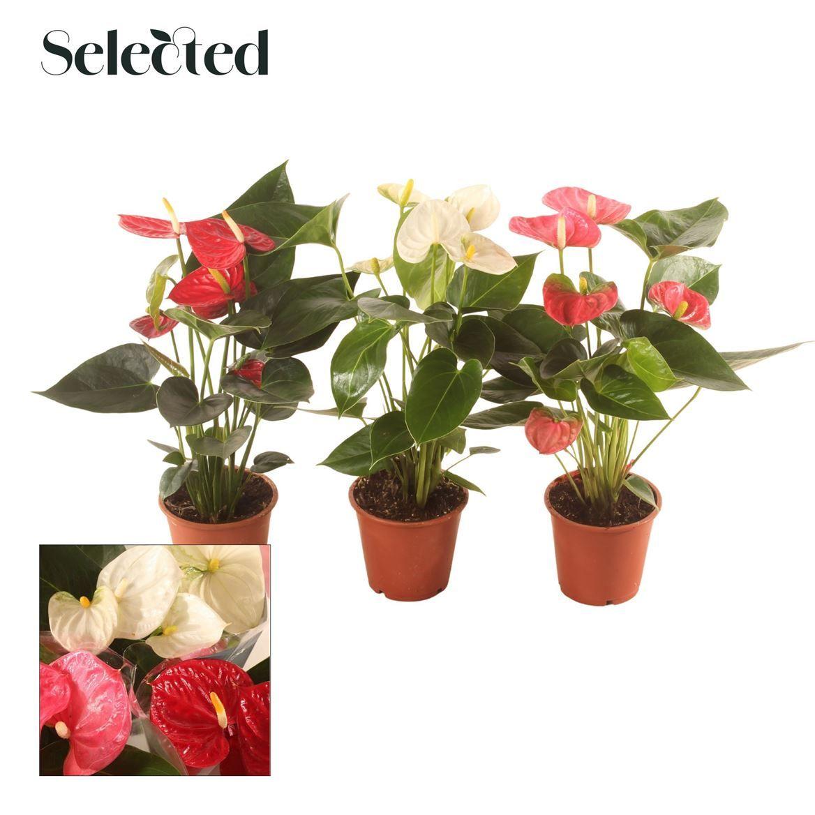 Горшечные цветы и растения оптом Anth An Mix 4+ Selected от 10шт из Голландии с доставкой по России