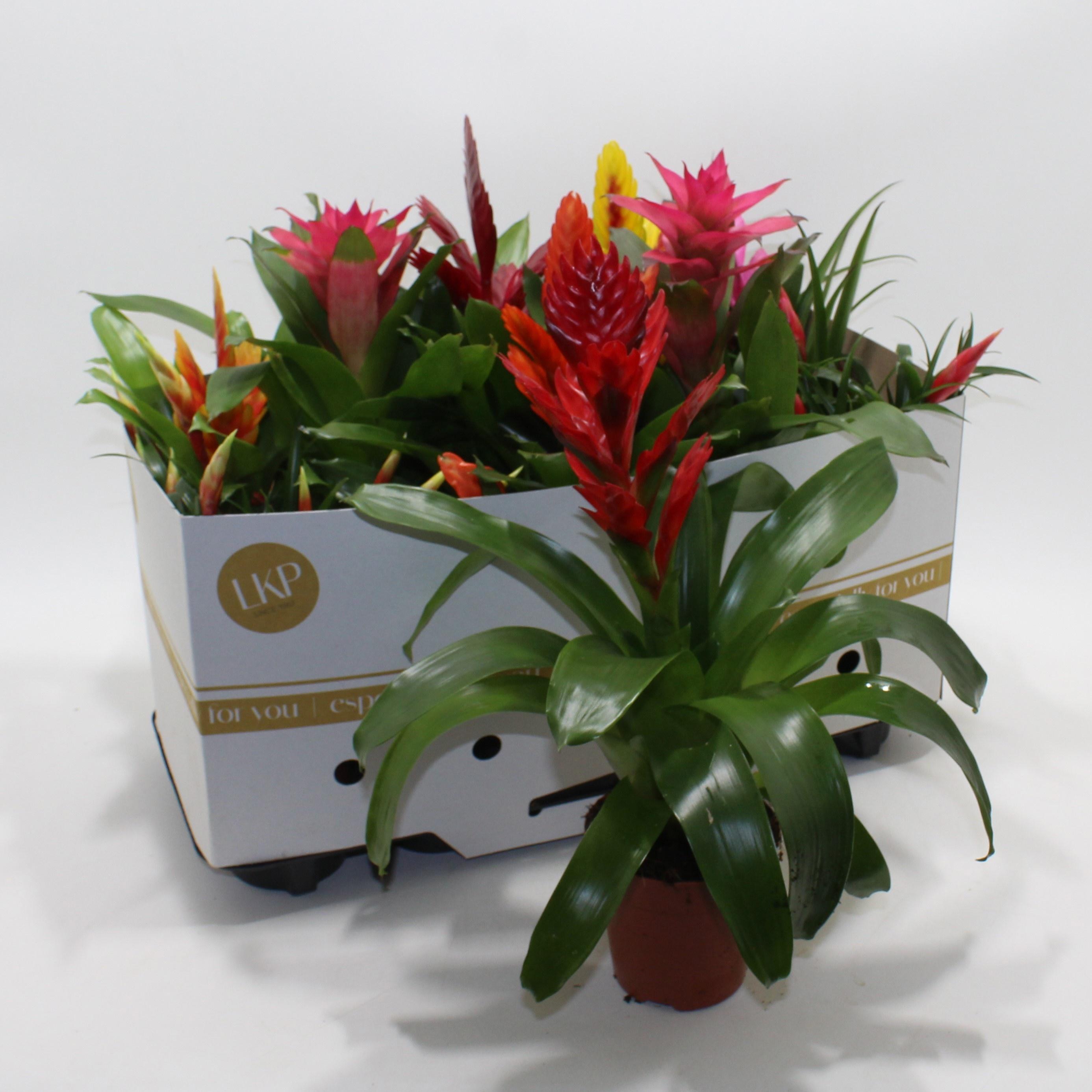 Горшечные цветы и растения оптом Bromelia Gem 10 Srt от 10шт из Голландии с доставкой по России