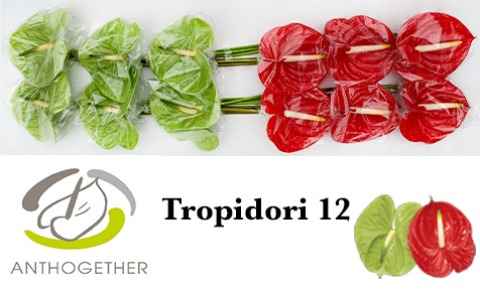 Срезанные цветы оптом Anthurium tropidori mix от 12шт из Голландии с доставкой по России