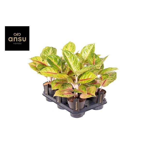 Горшечные цветы и растения оптом Aglaonema Iguana Red от 6шт из Голландии с доставкой по России