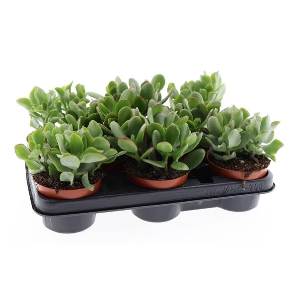 Горшечные цветы и растения оптом Crassula Mix от 8шт из Голландии с доставкой по России