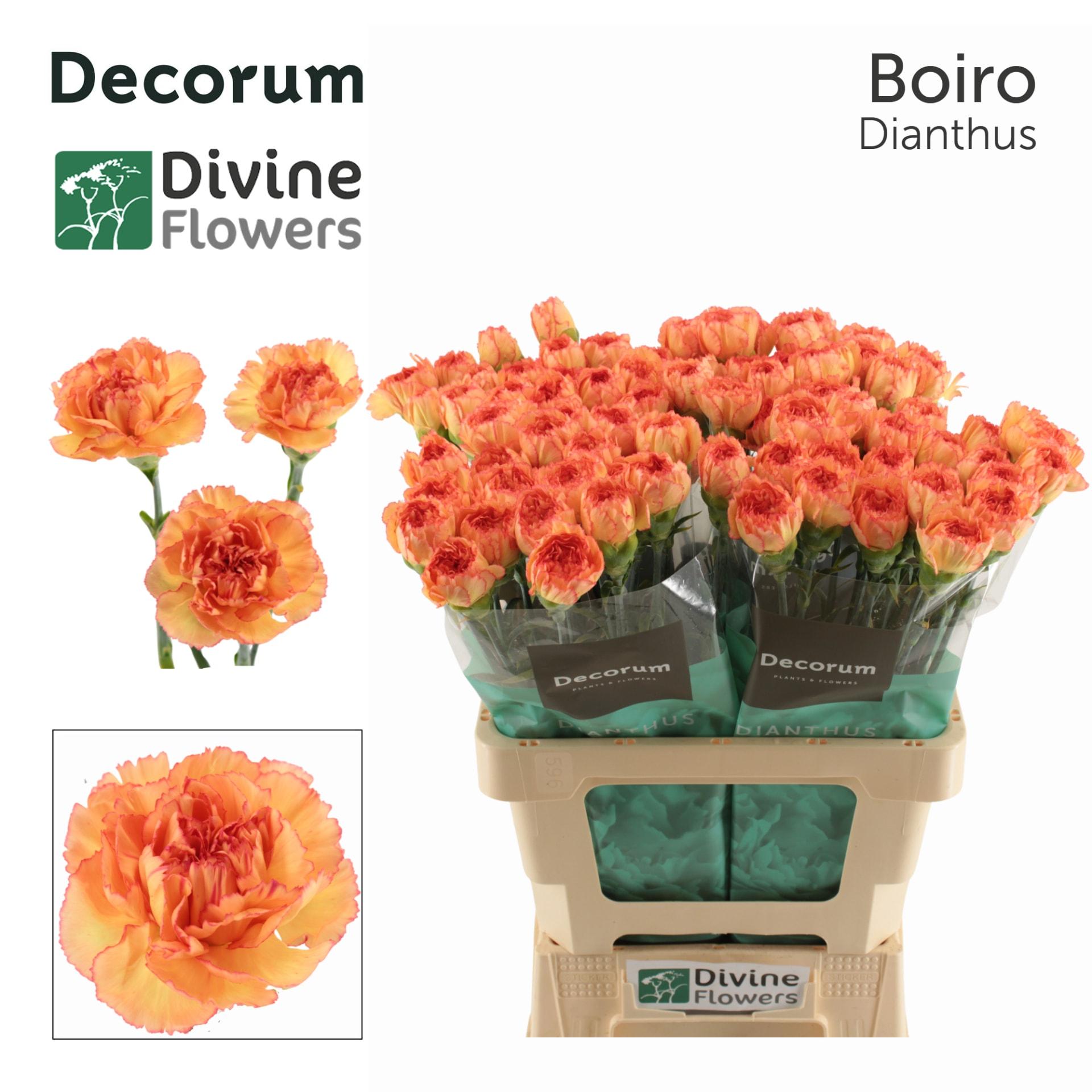 Срезанные цветы оптом Dianthus st boiro от 80шт из Голландии с доставкой по России