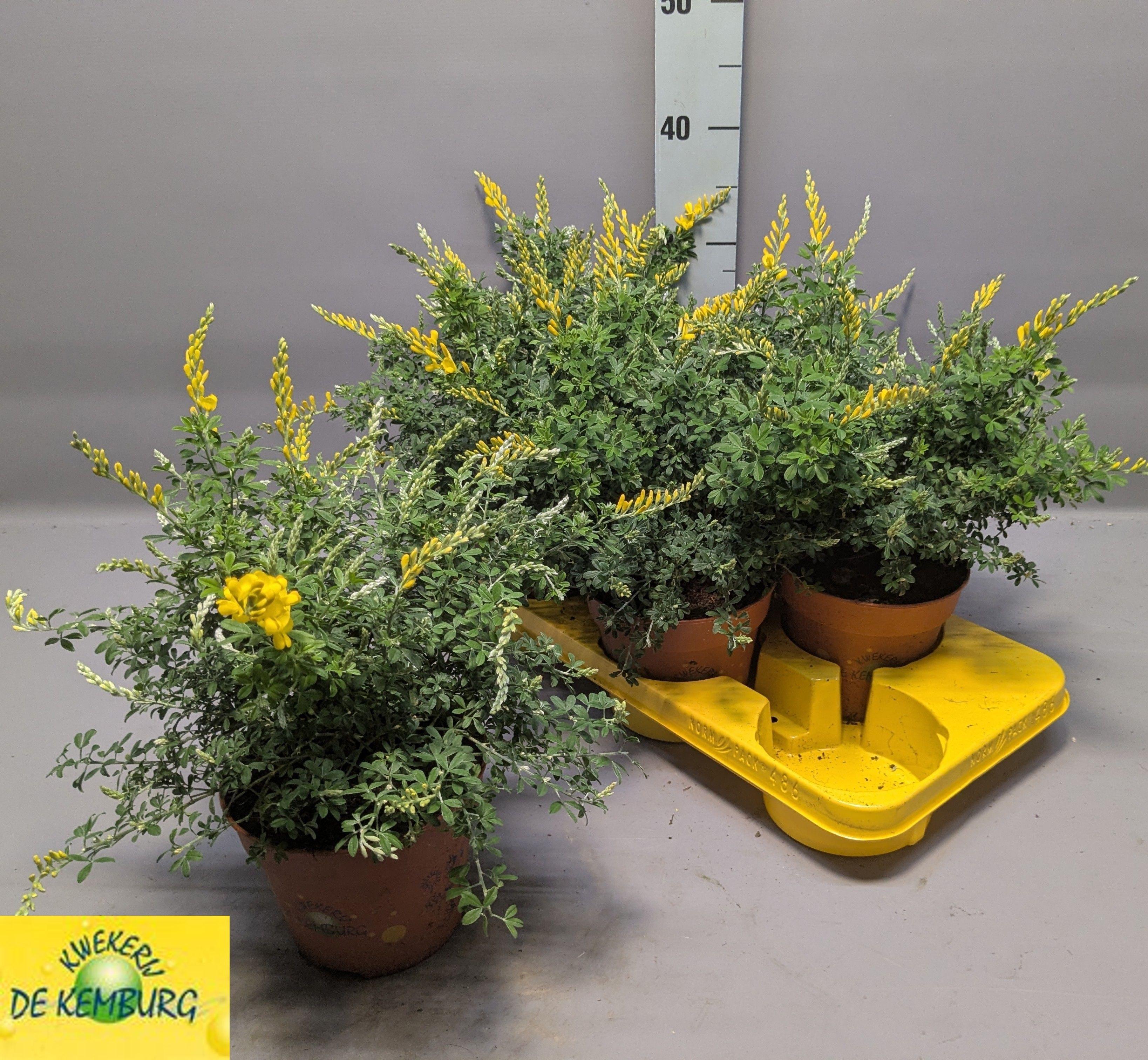Горшечные цветы и растения оптом Genista X Sp от 6шт из Голландии с доставкой по России