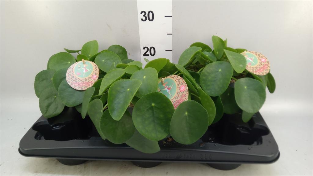 Горшечные цветы и растения оптом Pilea Peperomioides от 3шт из Голландии с доставкой по России