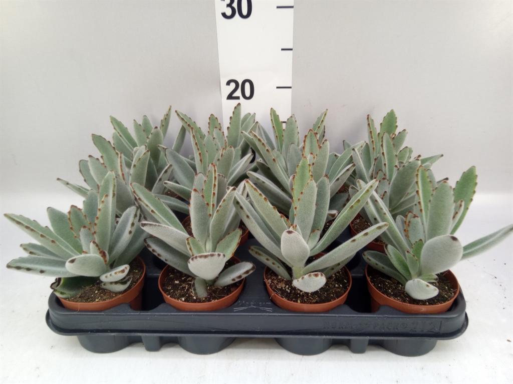 Горшечные цветы и растения оптом Kalanchoe Nf Tomentosa A от 12шт (для телеги) из Голландии с доставкой по России