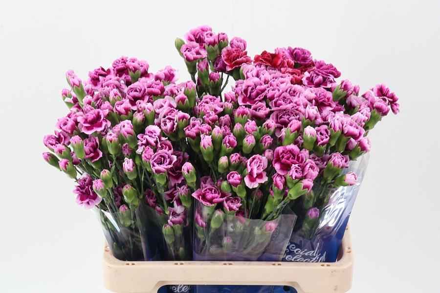 Срезанные цветы оптом Dianthus sp star trendy tessino от 100шт из Голландии с доставкой по России