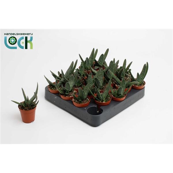 Горшечные цветы и растения оптом Gasteria Big Ben от 20шт (для телеги) из Голландии с доставкой по России