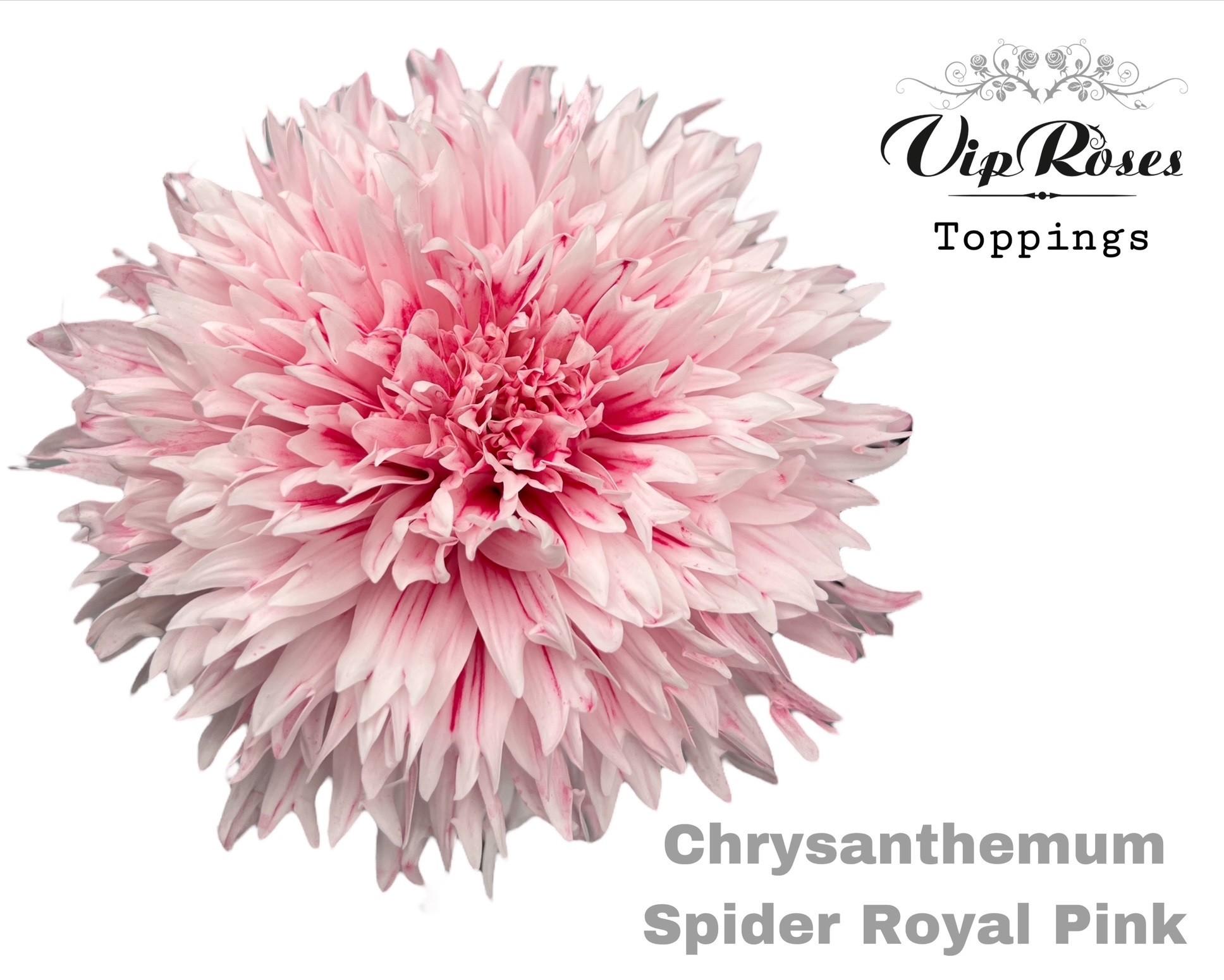 Срезанные цветы оптом Chrys bl paint spider royal pink от 20шт из Голландии с доставкой по России