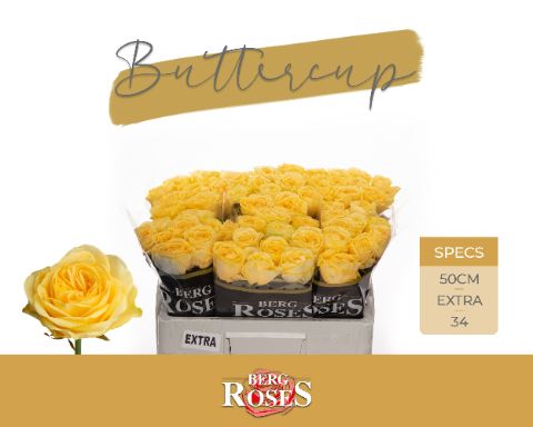 Срезанные цветы оптом Rosa large buttercup от 60шт. из Голландии с доставкой по России