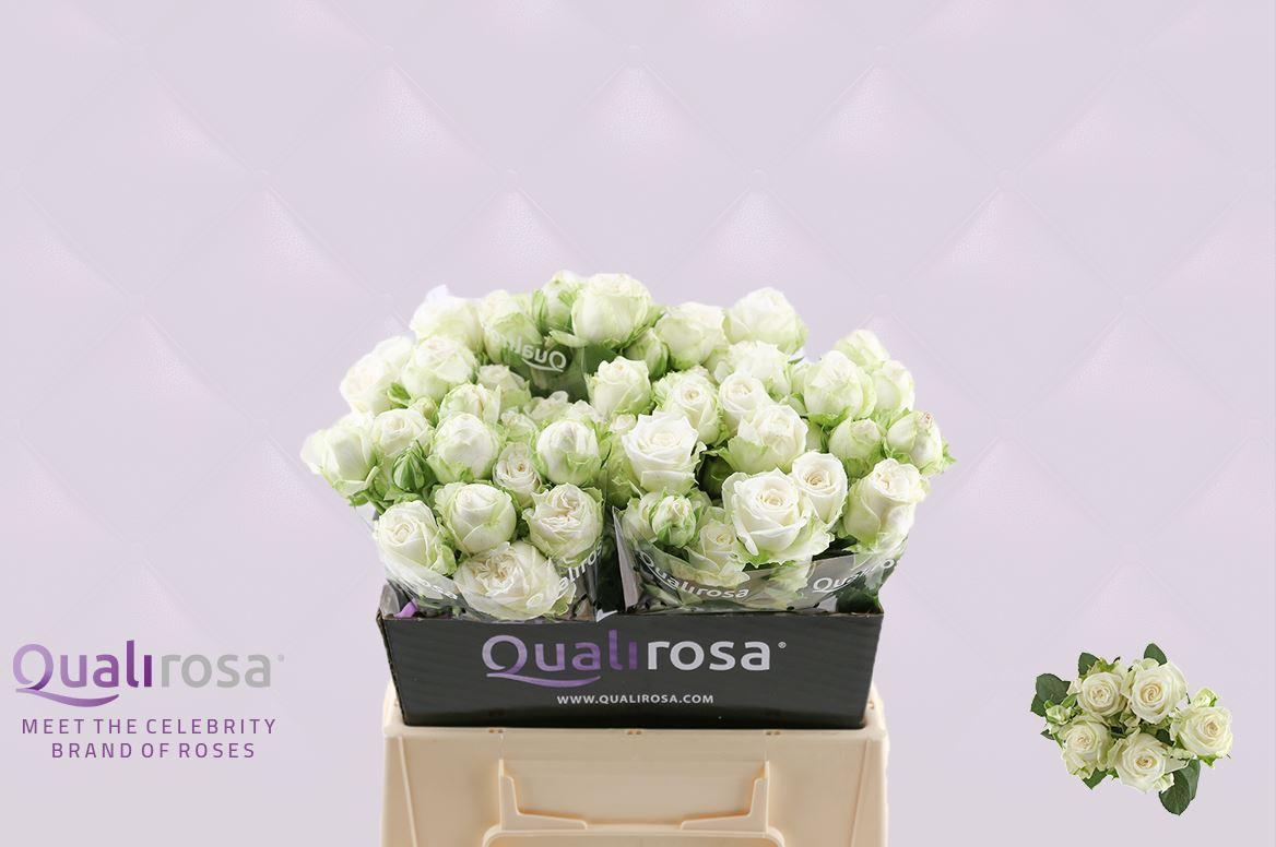 Срезанные цветы оптом Rosa spray miss bombastic от 40шт из Голландии с доставкой по России