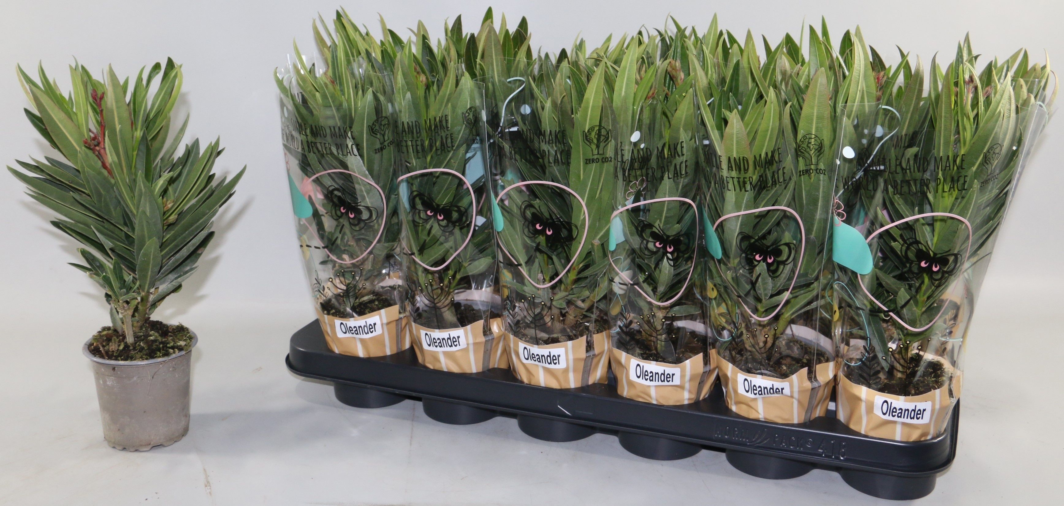 Горшечные цветы и растения оптом Nerium Oleander Ov от 18шт (для телеги) из Голландии с доставкой по России