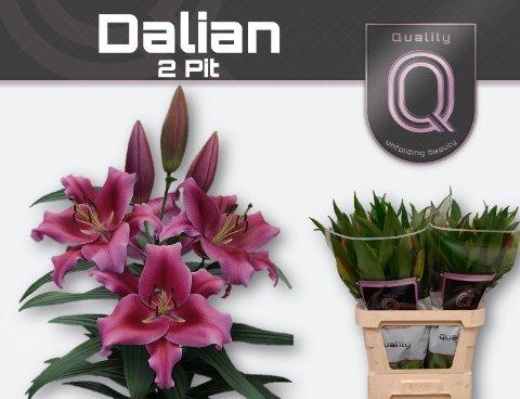 Срезанные цветы оптом Lilium or dalian от 50шт из Голландии с доставкой по России