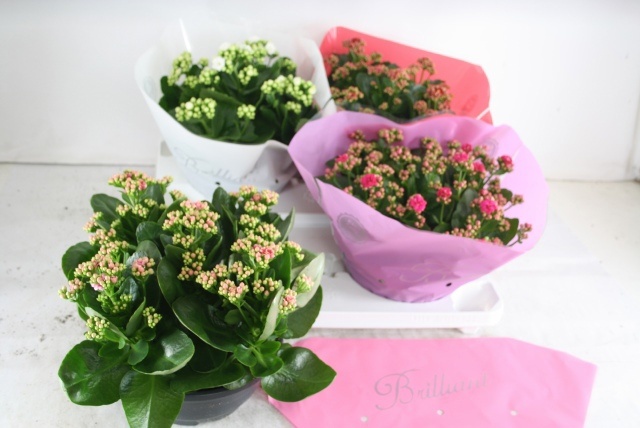 Горшечные цветы и растения оптом Kal Ge Gem 4 Kl от 2шт из Голландии с доставкой по России