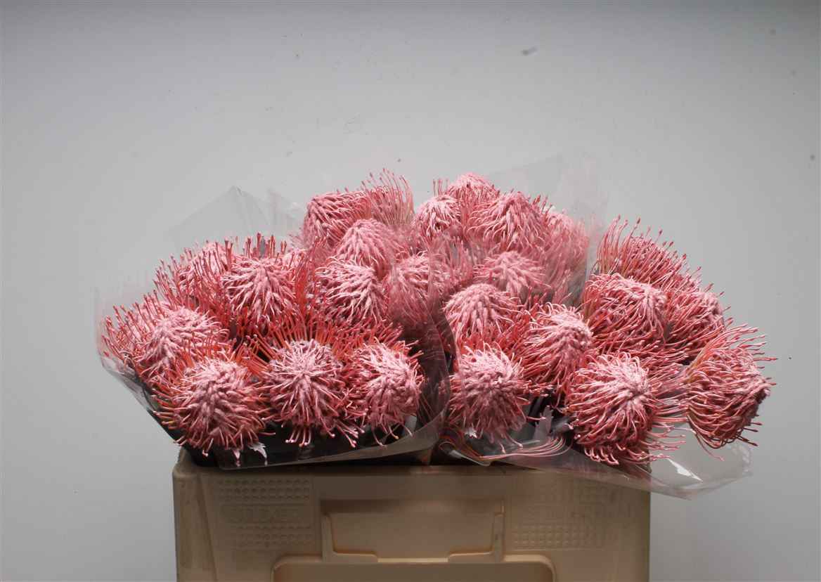 Срезанные цветы оптом Nutans paint pink light от 30шт из Голландии с доставкой по России