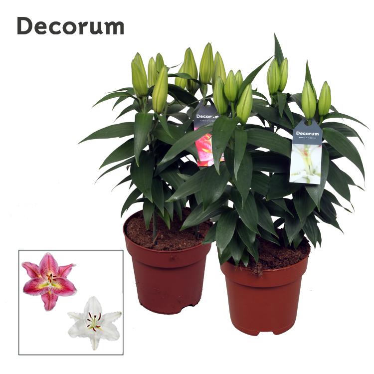 Горшечные цветы и растения оптом Lilium Or Mix 3pp (decorum) от 6шт из Голландии с доставкой по России