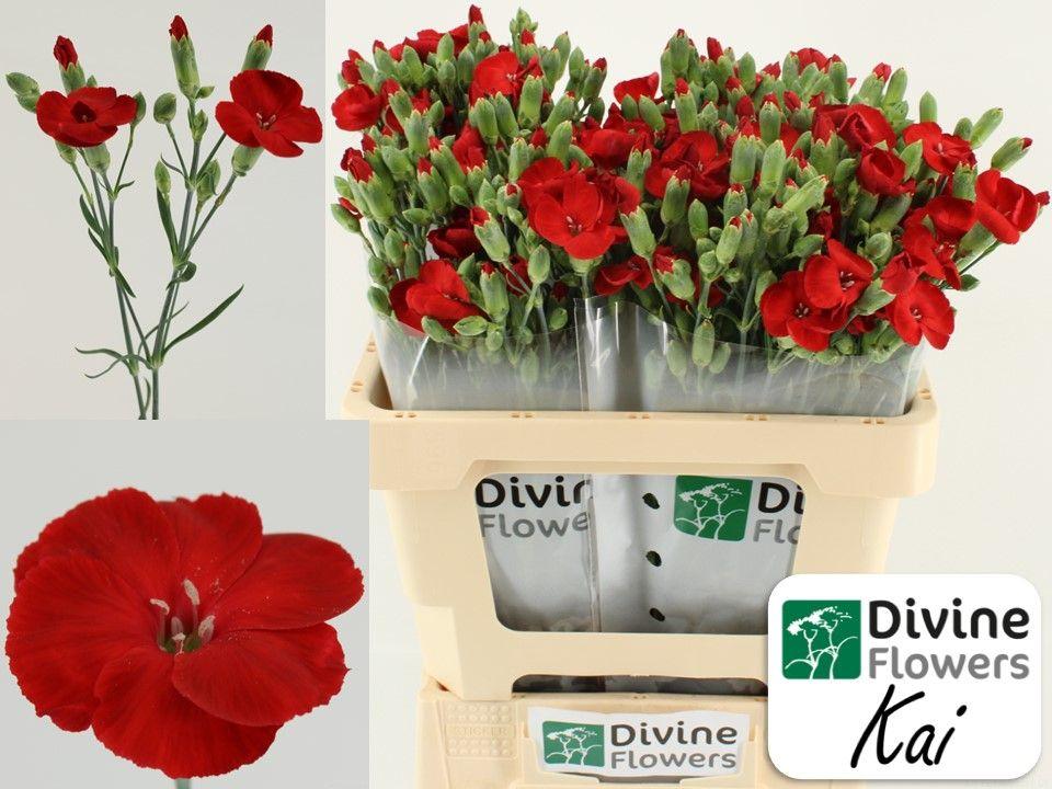 Срезанные цветы оптом Dianthus sp solomio kai от 60шт из Голландии с доставкой по России