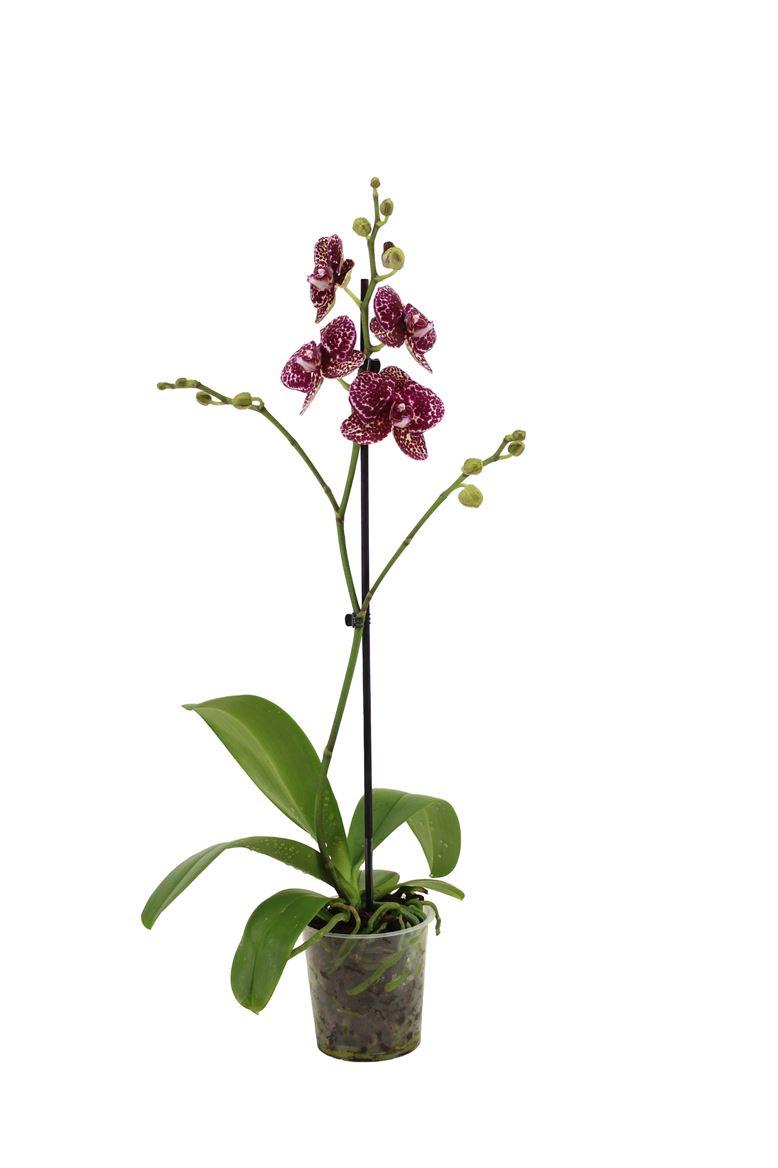 Горшечные цветы и растения оптом Phal 1st Wildcat 9+ от 6шт из Голландии с доставкой по России