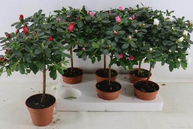 Горшечные цветы и растения оптом Rhodo Ov от 6шт из Голландии с доставкой по России