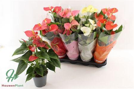 Горшечные цветы и растения оптом Anthu An Gem 4 Kl 5+ от 8шт из Голландии с доставкой по России