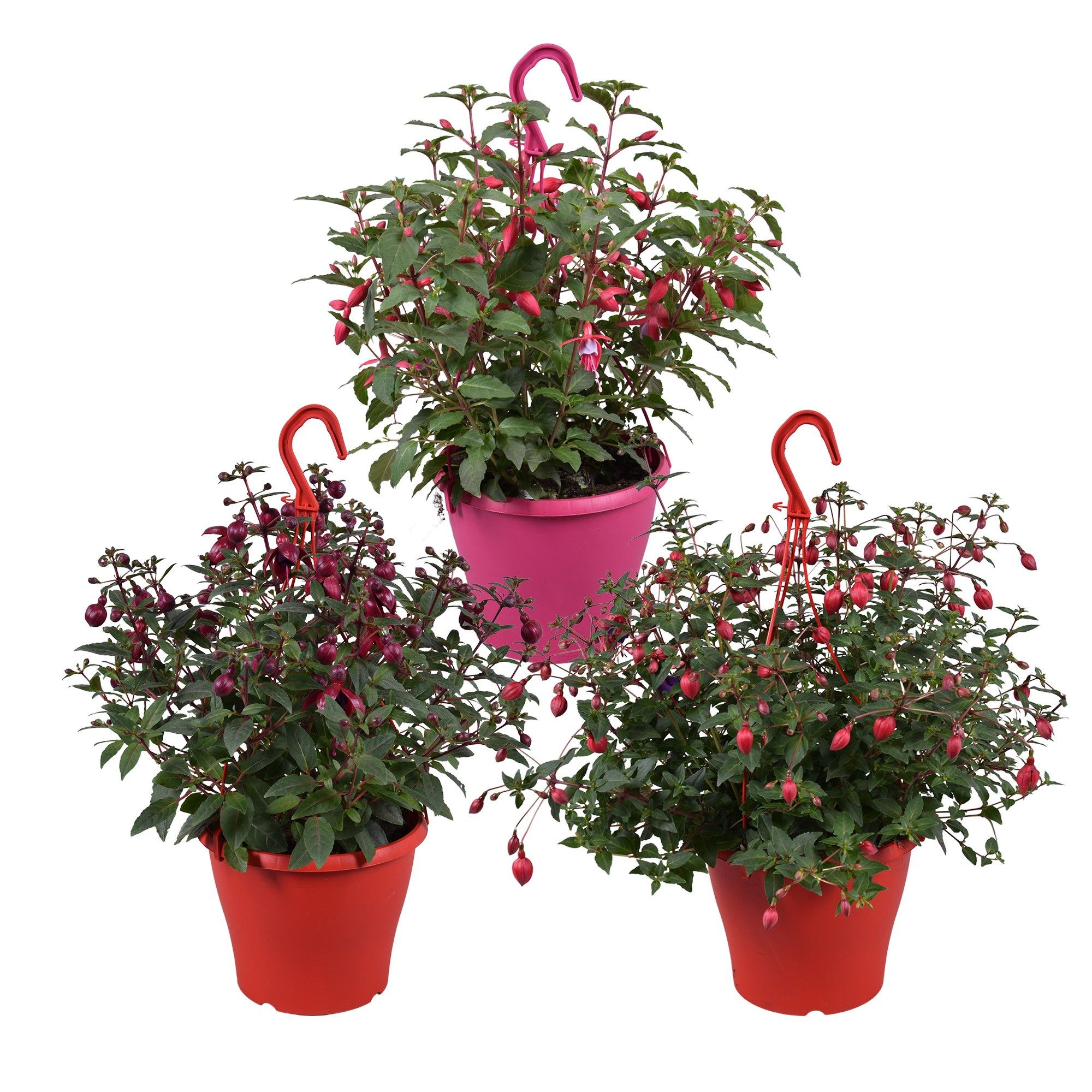 Горшечные цветы и растения оптом Fuchsia Gemengd Hangpot 19cm от 1шт из Голландии с доставкой по России