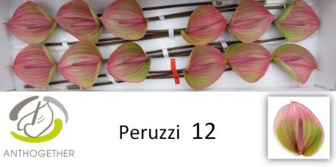 Срезанные цветы оптом Anthurium peruzzi от 12шт из Голландии с доставкой по России