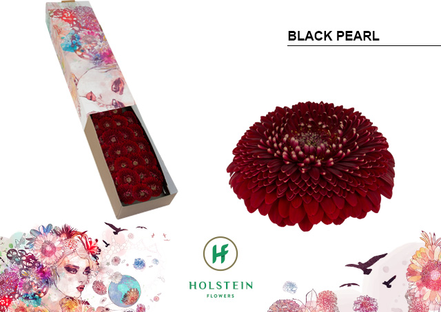 Срезанные цветы оптом Germini gerponi black pearl от 60шт из Голландии с доставкой по России
