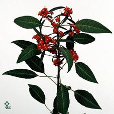 Срезанные цветы оптом Euphorbia sp red surprise от 60шт из Голландии с доставкой по России