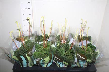 Горшечные цветы и растения оптом Pep Ca Lilian от 8шт из Голландии с доставкой по России