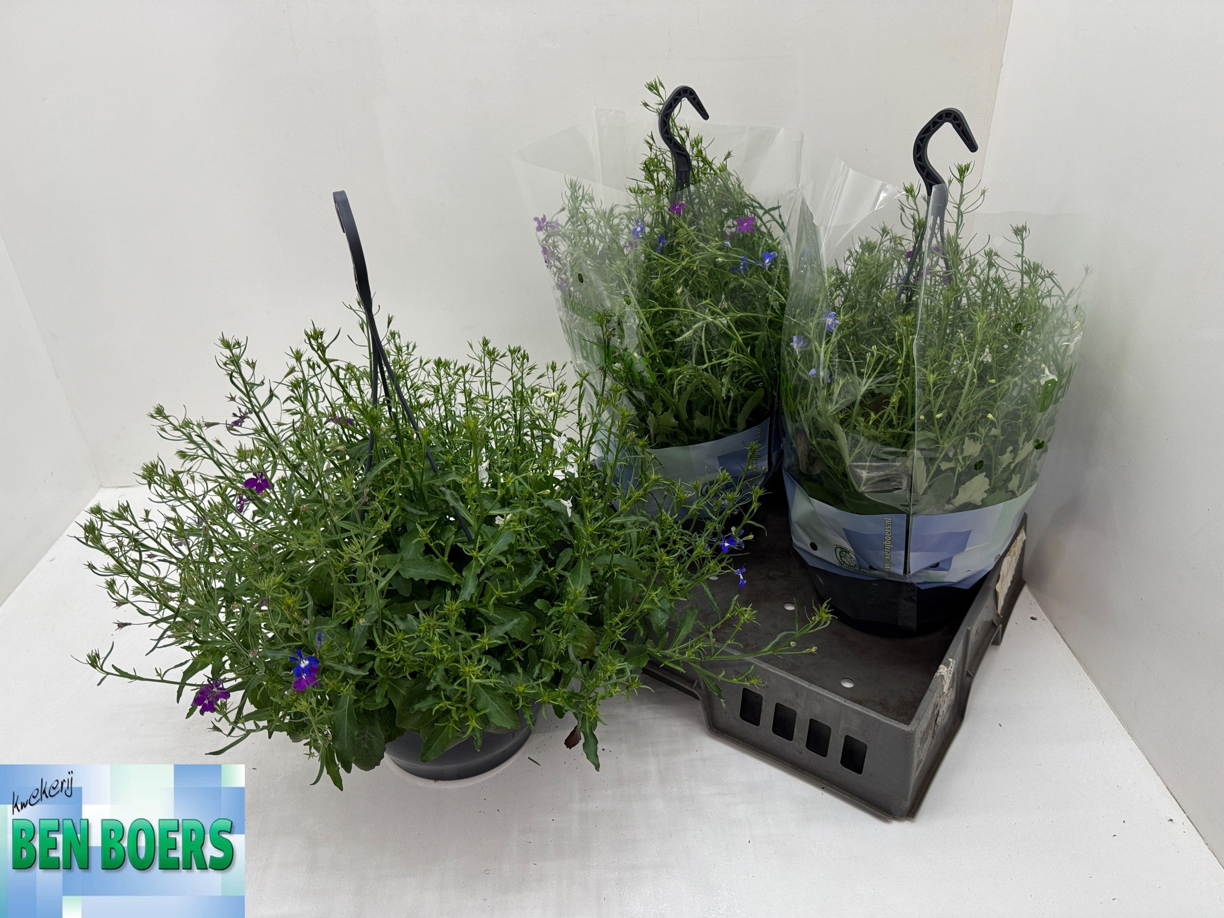 Горшечные цветы и растения оптом Lobe Er Ov от 3шт из Голландии с доставкой по России