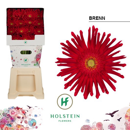 Срезанные цветы оптом Gerbera diamond gerpasta brenn от 45шт из Голландии с доставкой по России