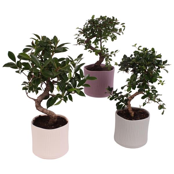 Горшечные цветы и растения оптом Bonsai Indoor Mix S-shape Ceramic от 8шт из Голландии с доставкой по России
