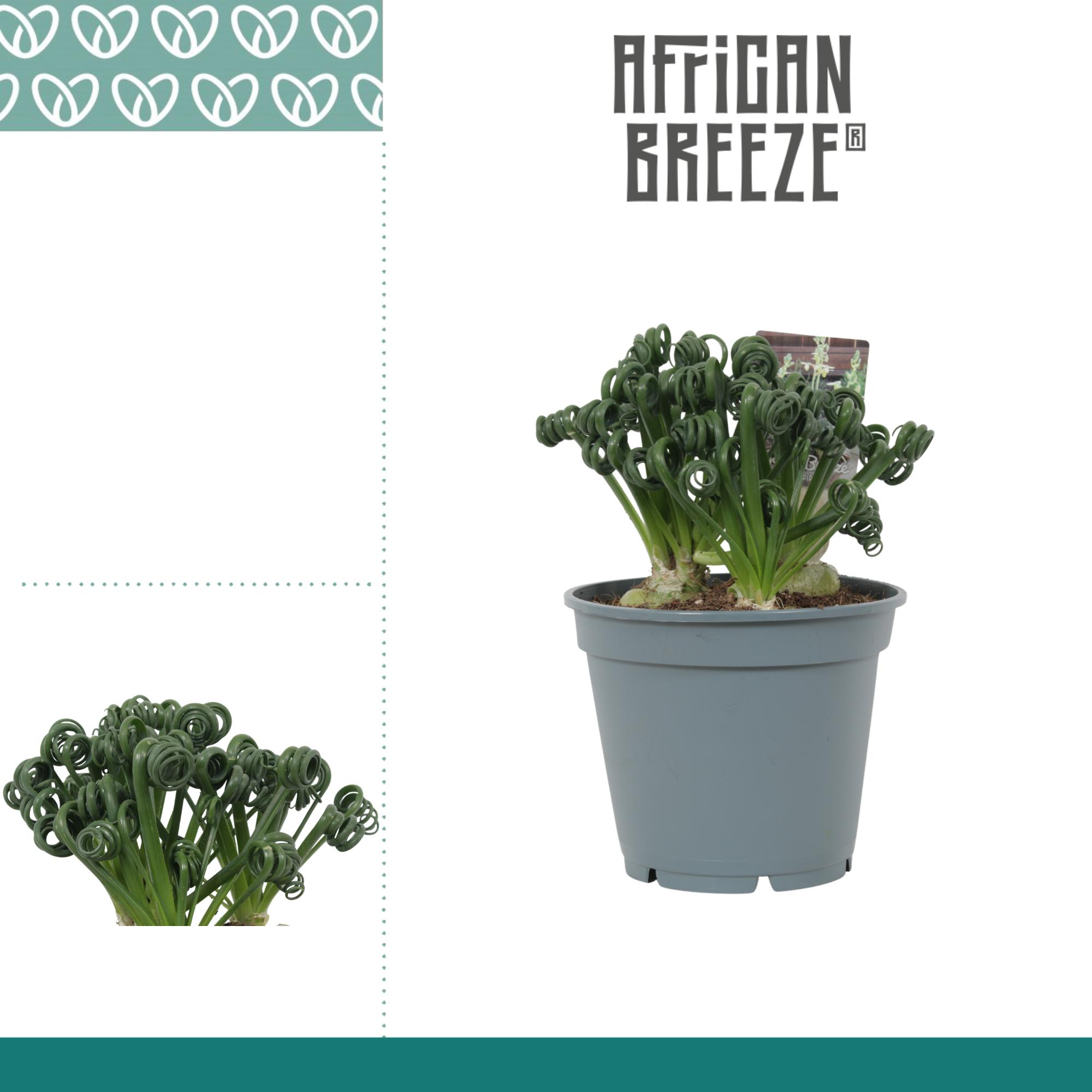 Горшечные цветы и растения оптом Albuca Spiralis Frizzle Sizzle от 6шт из Голландии с доставкой по России