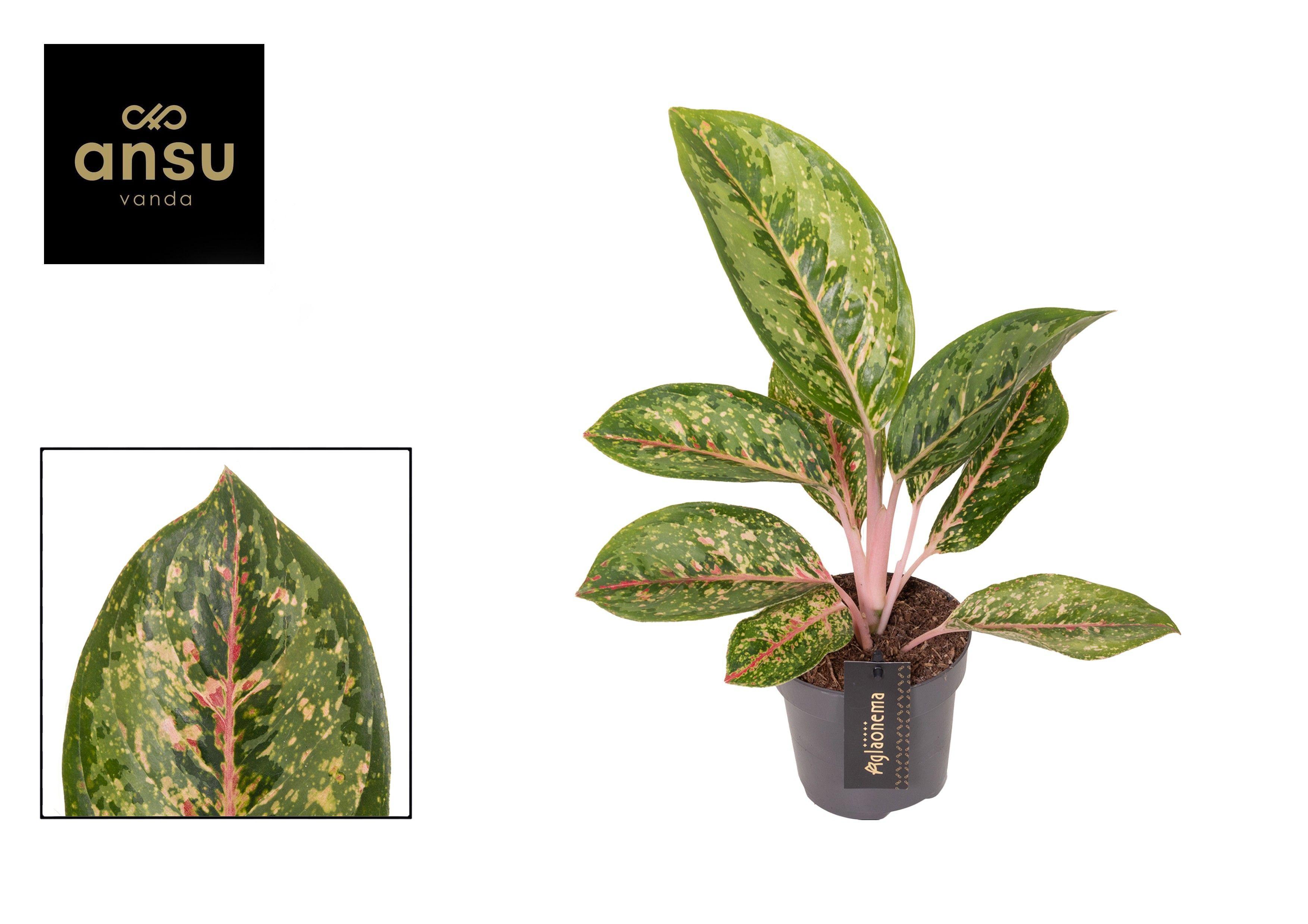 Горшечные цветы и растения оптом Aglaonema Camo Coralie от 6шт из Голландии с доставкой по России
