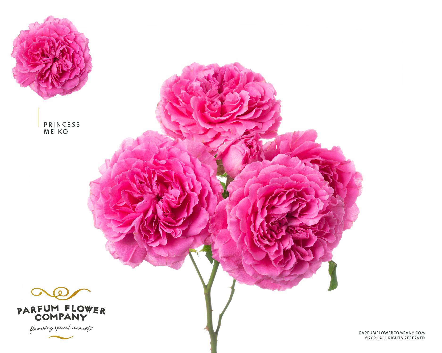 Срезанные цветы оптом Rosa garden princess meiko от 24шт из Голландии с доставкой по России