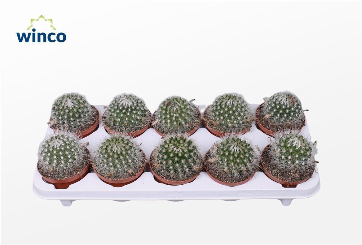 Горшечные цветы и растения оптом Parodia Sucineus Albispinus от 10шт из Голландии с доставкой по России