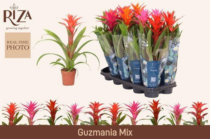 Горшечные цветы и растения оптом Guzm Gem 5 Srt от 10шт из Голландии с доставкой по России