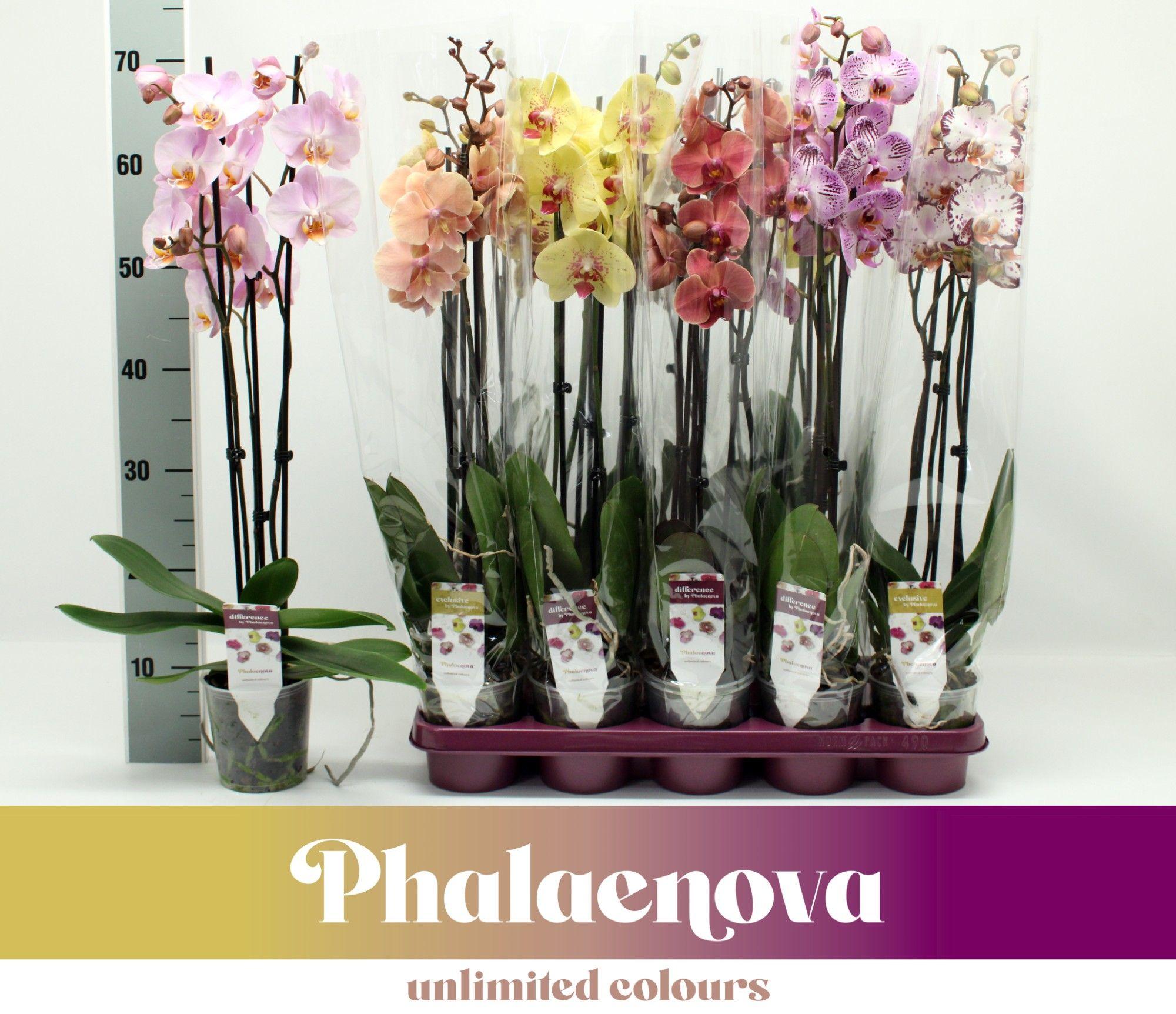Горшечные цветы и растения оптом Phal 3st Taiwan Mix 18+ (phalaenova) от 10шт из Голландии с доставкой по России