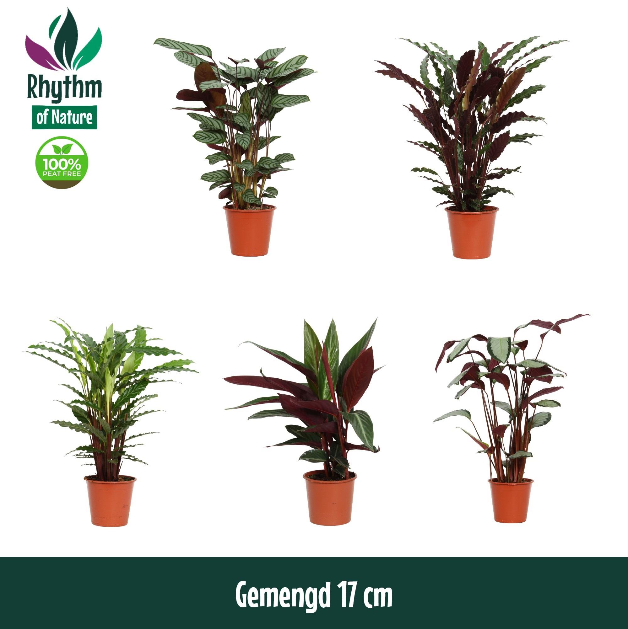Горшечные цветы и растения оптом Calathea Mix (rhythm Of Nature) от 6шт из Голландии с доставкой по России