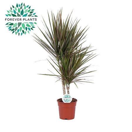 Горшечные цветы и растения оптом Dracaena Bicolor 30-10 от 6шт из Голландии с доставкой по России