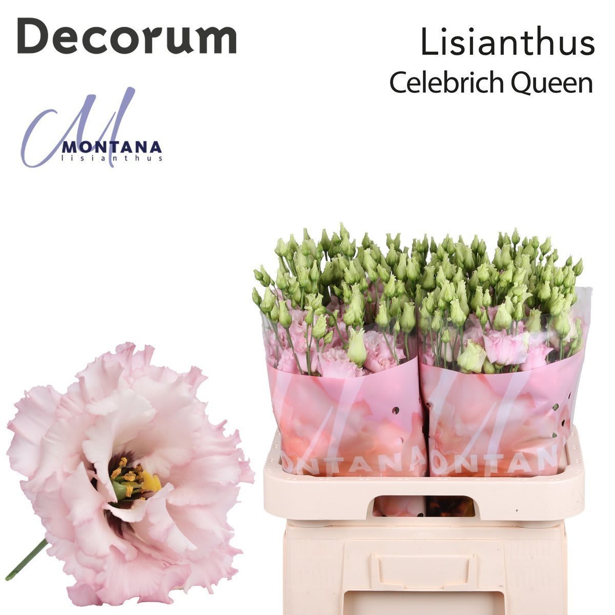 Срезанные цветы оптом Lisianthus do celeb queen от 40шт. из Голландии с доставкой по России
