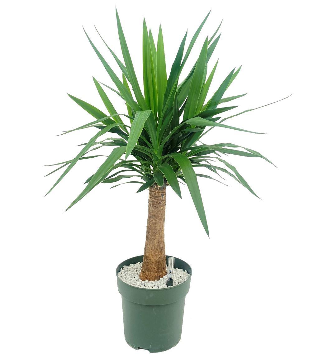 Горшечные цветы и растения оптом Yucca Palm On Stem от 1шт из Голландии с доставкой по России