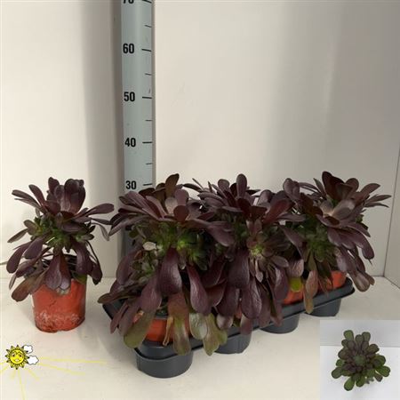 Горшечные цветы и растения оптом Aeonium Ab Velours от 7шт из Голландии с доставкой по России